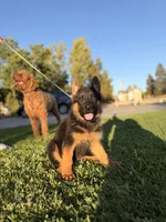 Shelby , a female German Shepherd Dog for sale in Madera, CA – 3 of 4