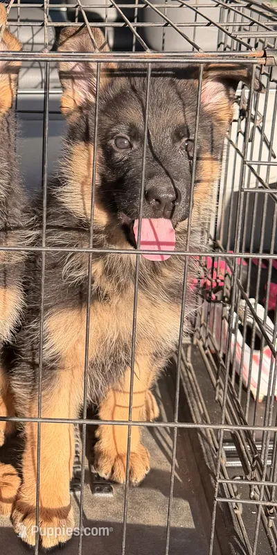 Teddy  – German Shepherd Dog puppy for sale in Madera, CA