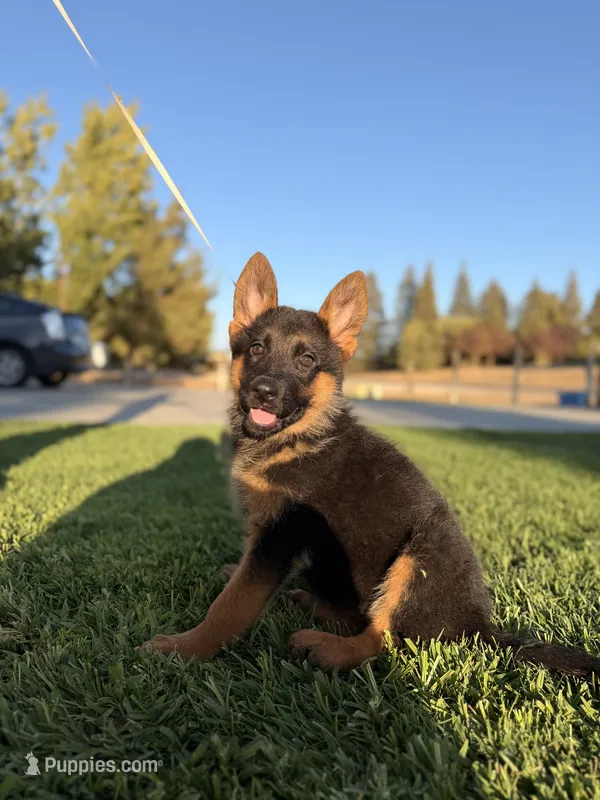 Shelby  – German Shepherd Dog puppy for sale in Madera, CA
