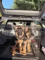 Shelby , a female German Shepherd Dog for sale in Madera, CA – 4 of 4