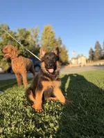 Shelby , a female German Shepherd Dog for sale in Madera, CA – 2 of 4