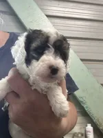 Louie, a male Poodle - Miniature  for sale in Waynesboro, VA – 5 of 6