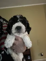 Zee, a male Poodle - Miniature  for sale in Waynesboro, VA – 1 of 3