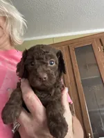 Julia , a female Miniature Goldendoodle for sale in Waynesboro, VA – Photo 3 of 3