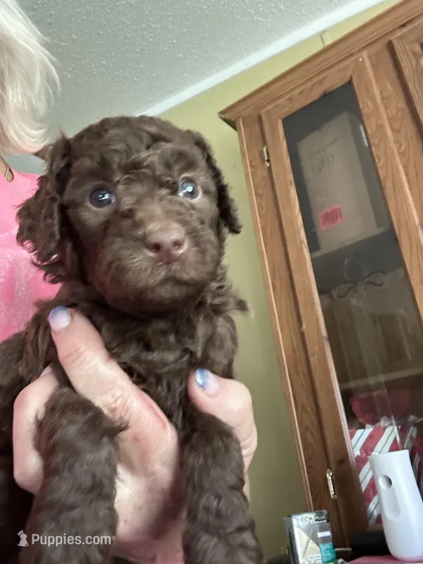 Julia  – Miniature Goldendoodle puppy for sale in Waynesboro, VA