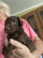 Julia , a female Miniature Goldendoodle for sale in Waynesboro, VA – Photo 2 of 3