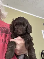 Bodi, a male Miniature Goldendoodle for sale in Waynesboro, VA – 5 of 6