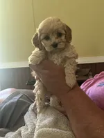 Teacup, a male Miniature Goldendoodle for sale in Waynesboro, VA – 3 of 5
