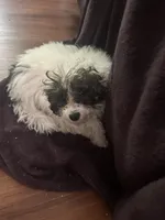 Mordecai, a male Poodle - Toy  for sale in Waynesboro, VA – 2 of 5