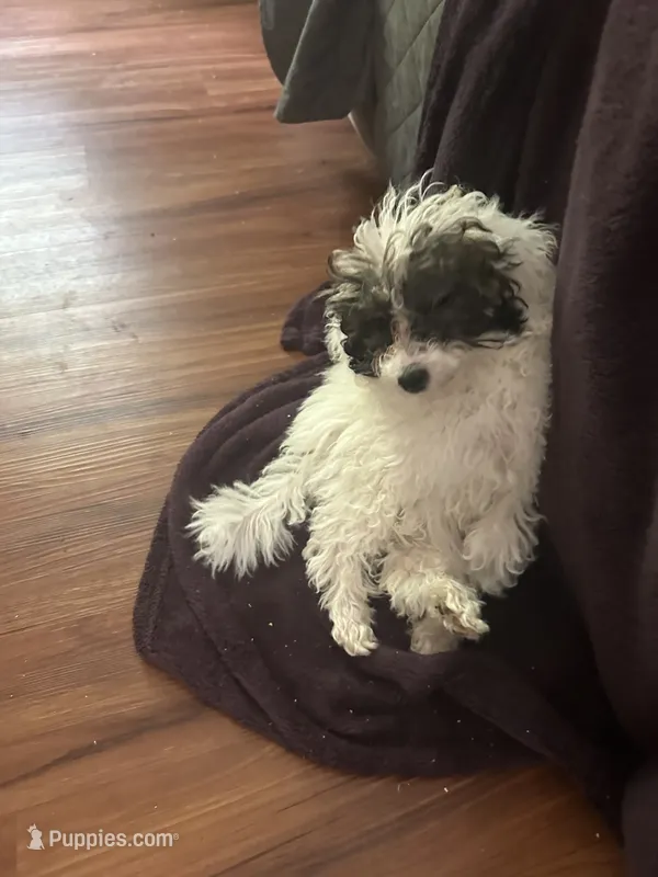 Mordecai – Poodle - Toy  puppy for sale in Waynesboro, VA