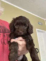 Bodi, a male Miniature Goldendoodle for sale in Waynesboro, VA – 4 of 6