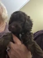 Bodi, a male Miniature Goldendoodle for sale in Waynesboro, VA – 3 of 6