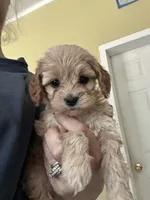 Teacup, a male Miniature Goldendoodle for sale in Waynesboro, VA – 2 of 5