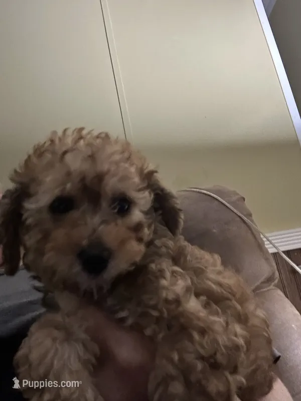 Weston – Miniature Goldendoodle puppy for sale in Waynesboro, VA