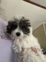 Mordecai, a male Poodle - Toy  for sale in Waynesboro, VA – 5 of 5