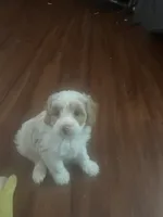 Bert, a male Miniature Goldendoodle for sale in Waynesboro, VA – 4 of 6
