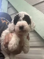 Cesar, a male Poodle - Miniature  for sale in Waynesboro, VA – 3 of 4