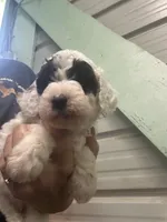 Cesar, a male Poodle - Miniature  for sale in Waynesboro, VA – 2 of 4