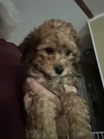 Weston, a male Miniature Goldendoodle for sale in Waynesboro, VA – 3 of 5