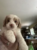 Bert, a male Miniature Goldendoodle for sale in Waynesboro, VA – 3 of 6