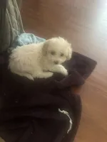 Snowball, a male Miniature Goldendoodle for sale in Waynesboro, VA – 5 of 6