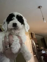 Cesar, a male Poodle - Miniature  for sale in Waynesboro, VA – 4 of 4