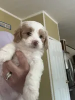 Bert, a male Miniature Goldendoodle for sale in Waynesboro, VA – 2 of 6