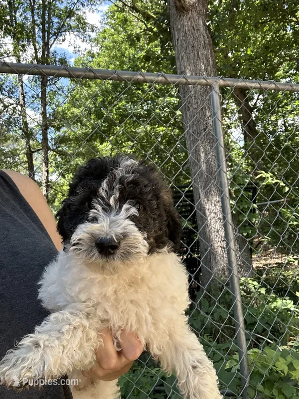 Zee – Poodle - Miniature  puppy for sale in Waynesboro, VA
