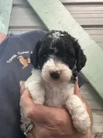 Zee, a male Poodle - Miniature  for sale in Waynesboro, VA – 2 of 3