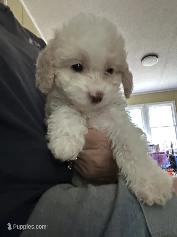 Snowball – Miniature Goldendoodle puppy for sale in Waynesboro, VA