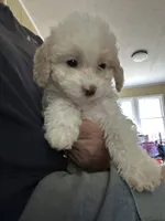 Snowball, a male Miniature Goldendoodle for sale in Waynesboro, VA – 3 of 6