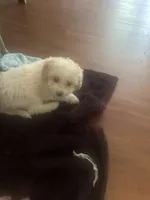 Snowball, a male Miniature Goldendoodle for sale in Waynesboro, VA – 6 of 6