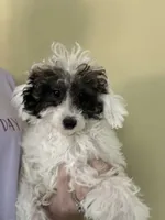 Mordecai, a male Poodle - Toy  for sale in Waynesboro, VA – 4 of 5