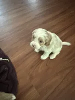 Bert, a male Miniature Goldendoodle for sale in Waynesboro, VA – 5 of 6