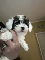 Louie, a male Poodle - Miniature  for sale in Waynesboro, VA – 6 of 6