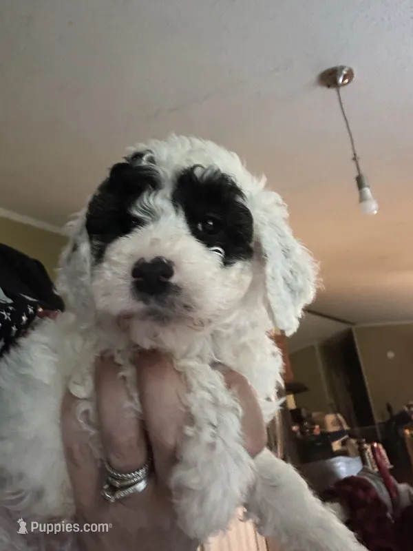 Cesar – Poodle - Miniature  puppy for sale in Waynesboro, VA