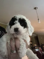 Cesar, a male Poodle - Miniature  for sale in Waynesboro, VA – 1 of 4