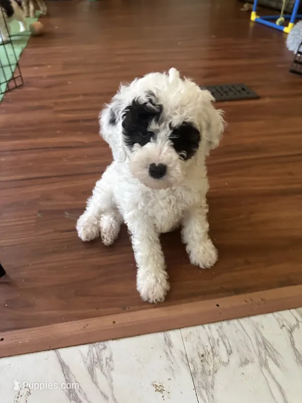 Cesar – Poodle - Miniature  puppy for sale in Waynesboro, VA