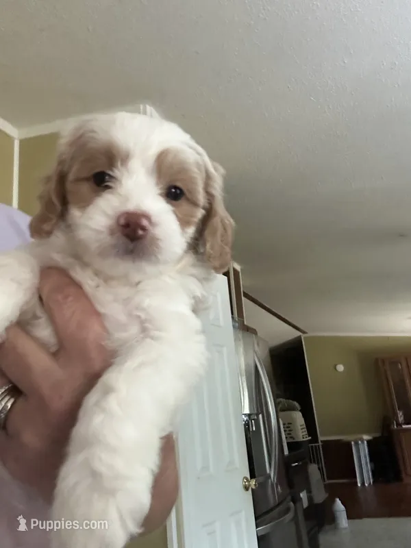 Bert – Miniature Goldendoodle puppy for sale in Waynesboro, VA