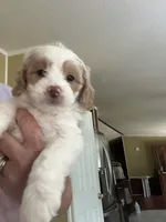 Bert, a male Miniature Goldendoodle for sale in Waynesboro, VA – 1 of 6