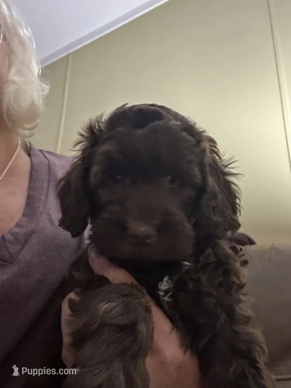 Bodi – Miniature Goldendoodle puppy for sale in Waynesboro, VA