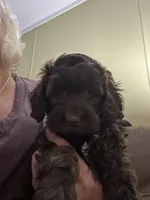 Bodi, a male Miniature Goldendoodle for sale in Waynesboro, VA – 1 of 6
