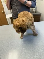 Weston, a male Miniature Goldendoodle for sale in Waynesboro, VA – 4 of 5