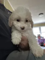 Snowball, a male Miniature Goldendoodle for sale in Waynesboro, VA – 4 of 6