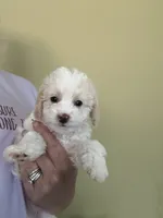 Snowball, a male Miniature Goldendoodle for sale in Waynesboro, VA – 2 of 6