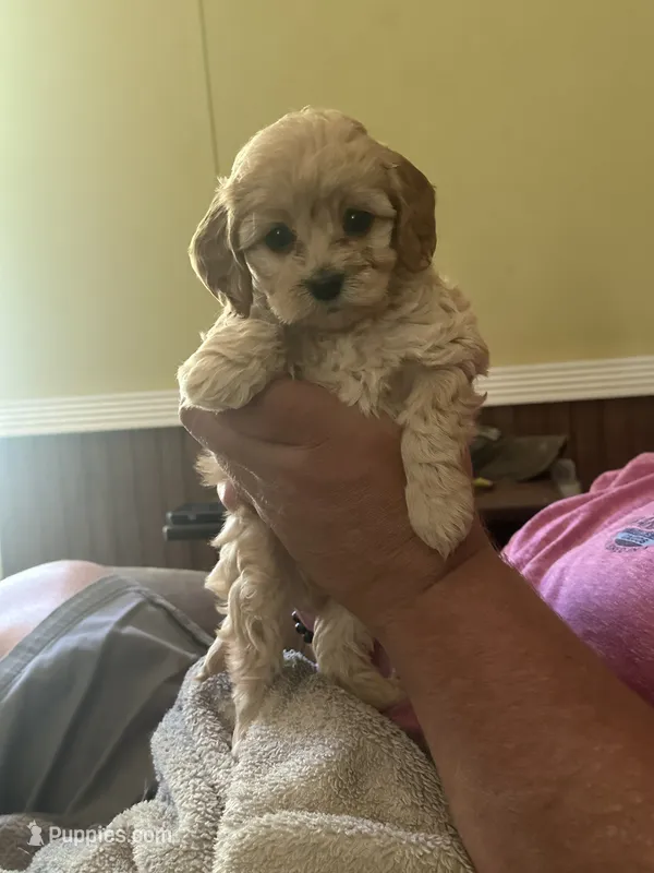 Teacup – Miniature Goldendoodle puppy for sale in Waynesboro, VA