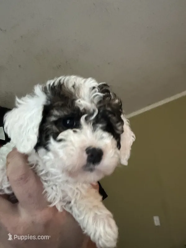 Louie – Poodle - Miniature  puppy for sale in Waynesboro, VA