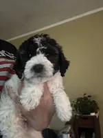 Zee, a male Poodle - Miniature  for sale in Waynesboro, VA – 3 of 3