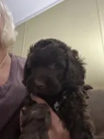 Bodi, a male Miniature Goldendoodle for sale in Waynesboro, VA – 2 of 6
