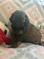 Franklin, a male Miniature Goldendoodle for sale in Waynesboro, VA – Photo 4 of 4